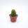 Trichocereus-Flying Saucer-Hybr. Pink California