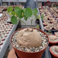 Stephania erecta