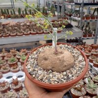 Stephania erecta