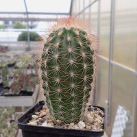 Echinocereus reichenbachii ssp. baileyi (dw)
