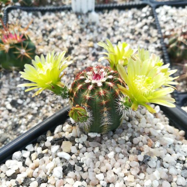 Echinocereus viridiflorus eingezogen zu 102980 (dw)