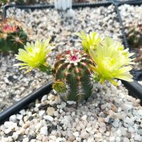 Echinocereus viridiflorus eingezogen zu 102980 (dw)