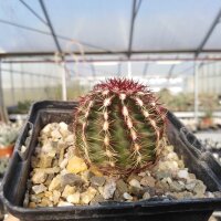 Echinocereus viridiflorus eingezogen zu 102980 (dw)