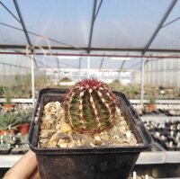 Echinocereus viridiflorus eingezogen zu 102980 (dw)