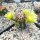 Echinocereus viridiflorus eingezogen zu 102980 (dw)