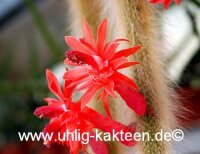 Hildewintera colademononis