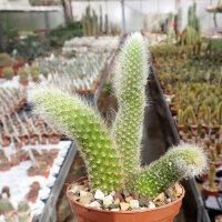 Hildewintera colademononis