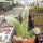 Hildewintera colademononis