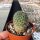 Sulcorebutia tarabucoensis VZ 250