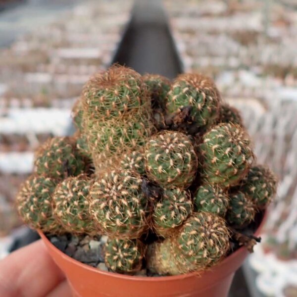 Sulcorebutia pulchra VZ 308a