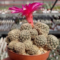 Sulcorebutia inflexiseta JD 337