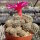 Sulcorebutia inflexiseta JD 337