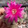 Sulcorebutia inflexiseta JD 337