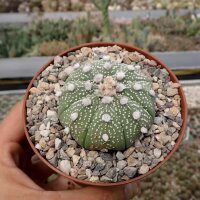 Astrophytum asterias cv. Super Kabuto-Hybr.