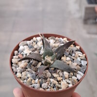 Ariocarpus trigonus v. confusus cv. Weiße...