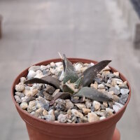 Ariocarpus trigonus v. confusus cv. Weiße...