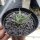 Ariocarpus retusus v. scapharostroides westl. Ciudad del Maiz CITES, not outside EU