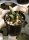Ariocarpus retusus v. scapharostroides westl. Ciudad del Maiz CITES, not outside EU