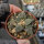 Ariocarpus retusus  ssp. sladkovskyi KMR 086  CITES, not outside EU