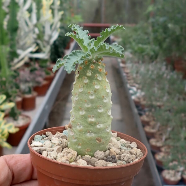 Dorstenia lavrania