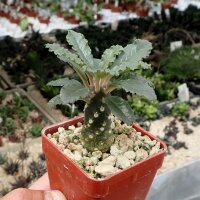 Dorstenia lavrania