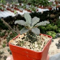 Dorstenia lavrania