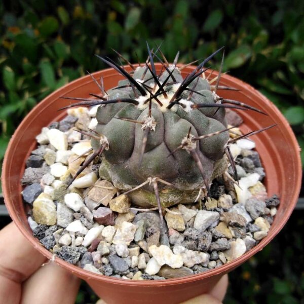 Copiapoa cinerea x longistaminea KP 871