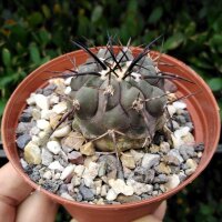 Copiapoa cinerea x longistaminea KP 871