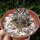 Copiapoa cinerea x longistaminea KP 871