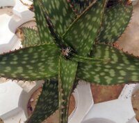 Aloe globuligemma Hybr.