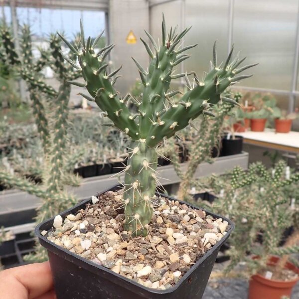 Cylindropuntia imbricata cv. Walter (dw)