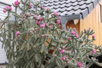 Cylindropuntia imbricata cv. Walter (dw)