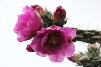 Cylindropuntia imbricata cv. Walter (dw)