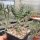 Cylindropuntia imbricata cv. Walter (dw)