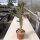 Cylindropuntia imbricata cv. Walter (dw)
