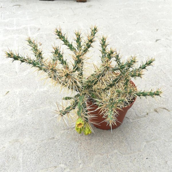 Cylindropuntia davisii Quay Co., New Mexiko, USA (dw)