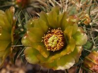 Cylindropuntia davisii Quay Co., New Mexiko, USA (dw)
