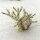 Cylindropuntia davisii Quay Co., New Mexiko, USA (dw)