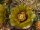 Cylindropuntia davisii Quay Co., New Mexiko, USA (dw)