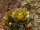 Cylindropuntia davisii Quay Co., New Mexiko, USA (dw)