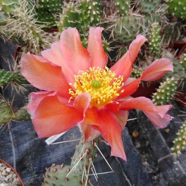 Opuntia phaeacantha v. camanchica cv. Salmonea Richter (dw)