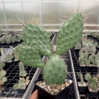 Opuntia phaeacantha v. camanchica cv. Salmonea Richter (dw)