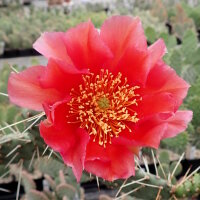 Opuntia phaeacantha v. camanchica cv. Salmonea Richter (dw)