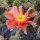 Opuntia phaeacantha v. camanchica cv. Salmonea Richter (dw)