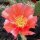 Opuntia phaeacantha v. camanchica cv. Salmonea Richter (dw)