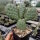 Opuntia phaeacantha v. camanchica cv. Salmonea Richter (dw)