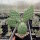 Opuntia phaeacantha v. camanchica cv. Salmonea Richter (dw)