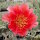 Opuntia phaeacantha v. camanchica cv. Salmonea Richter (dw)