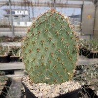 Opuntia strigil cv. Kurt (dw)