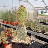 Opuntia strigil cv. Kurt (dw)